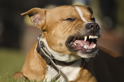 Bissiger Hund Hund zeigt seine Zähne