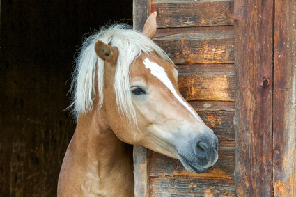 Pferd Haflinger lehnt seinen Kopf an eine Stalltür