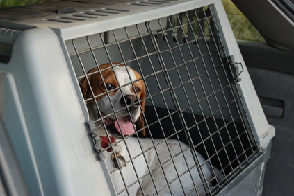 Hund in Transportkäfig Hund in Transportkäfig