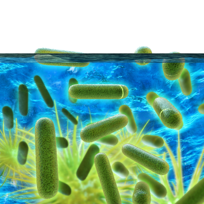 Legionellen im Trinkwasser Legionellen im Trinkwasser