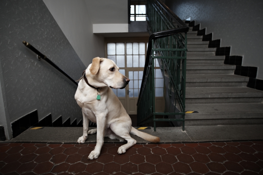 Newsfoto zu Wer bekommt nach der Scheidung die Hunde