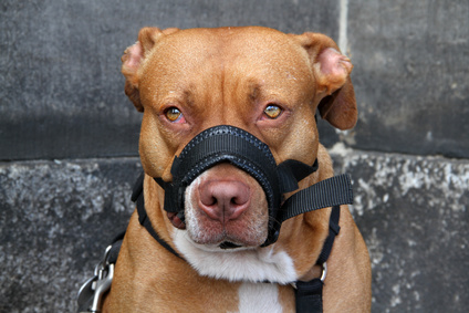 Newsfoto zu Kein Schadensersatz für Hundehaufen