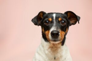 Hundebiss: Welche rechtlichen Folgen drohen nach einem Biss?