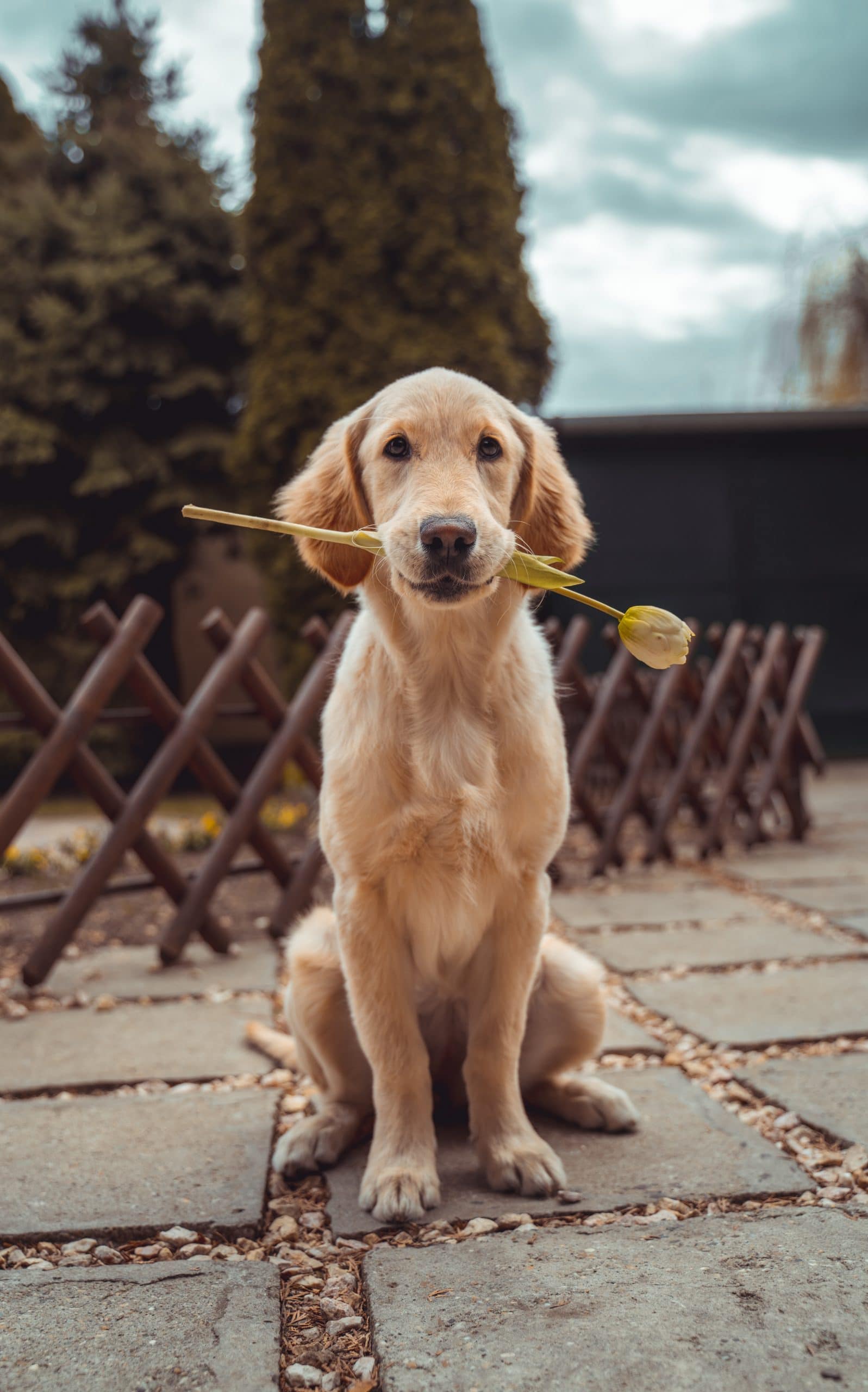 Hund verursacht Parkettkratzer