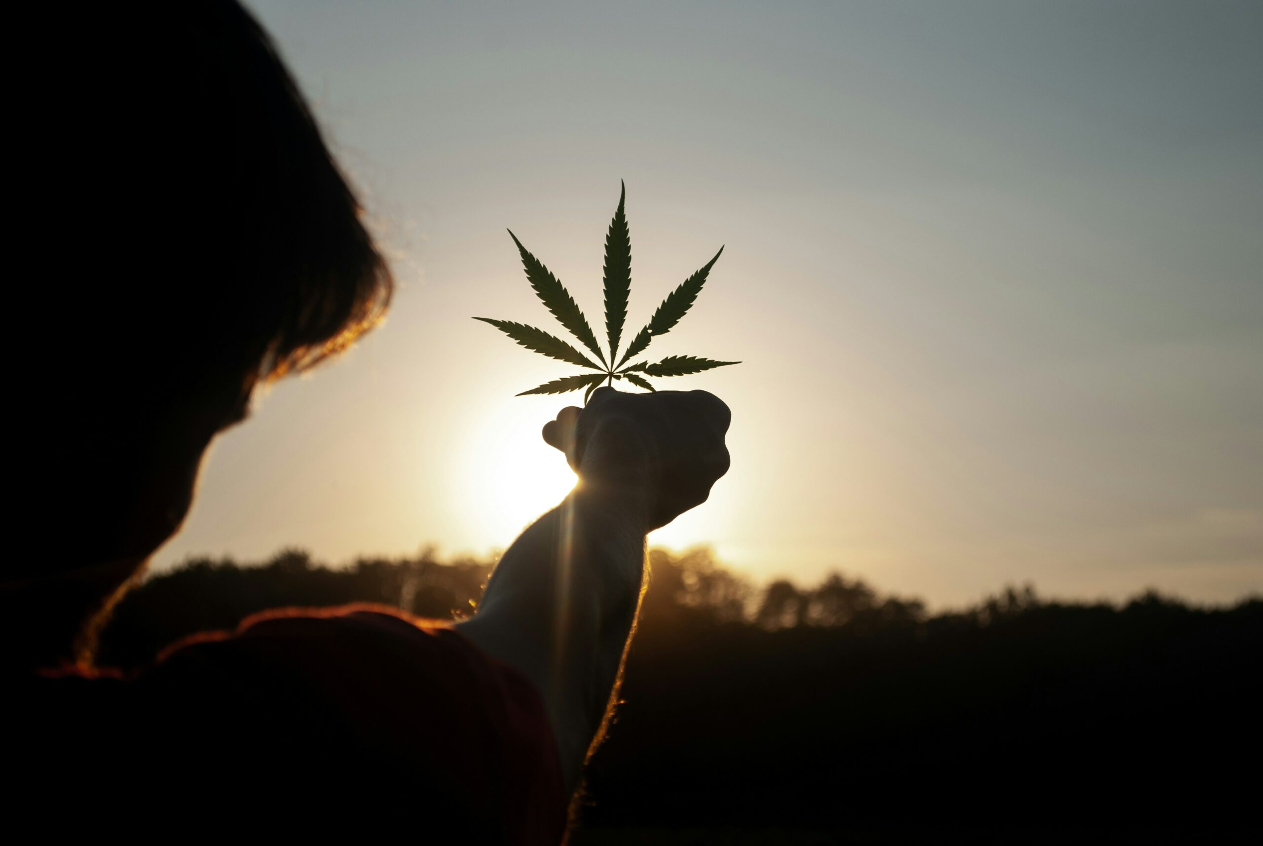 Legalisierung von Cannabis 2024: Was gilt für Konsumenten und Händler?